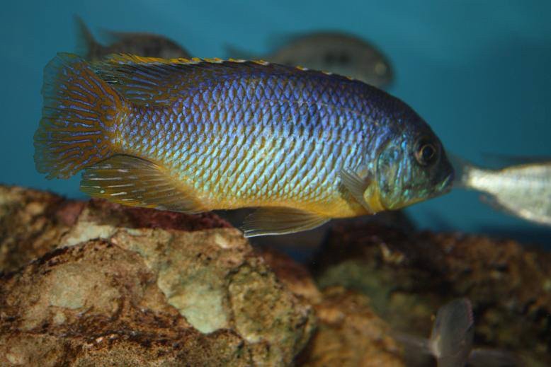 Otopharynx sp. 'auromarginatus margrette' Likoma Island